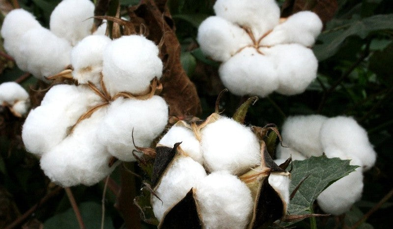 Qu'est-ce que le coton biologique ?